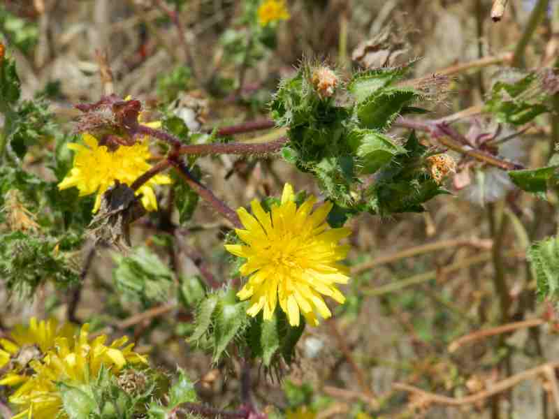 Asteraceae  - Helminthotheca echioides